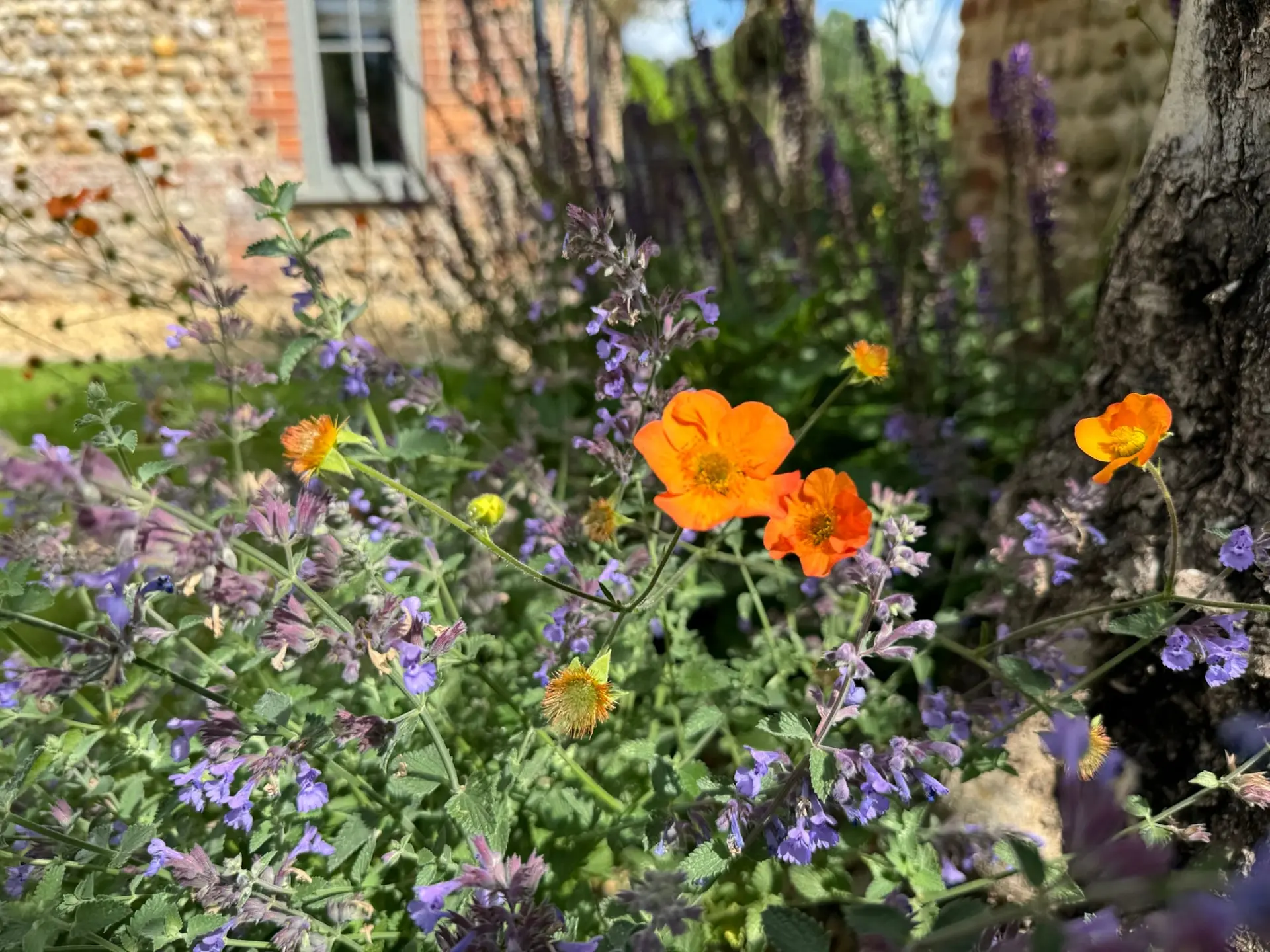 Lush planting and garden greenery, Norfolk